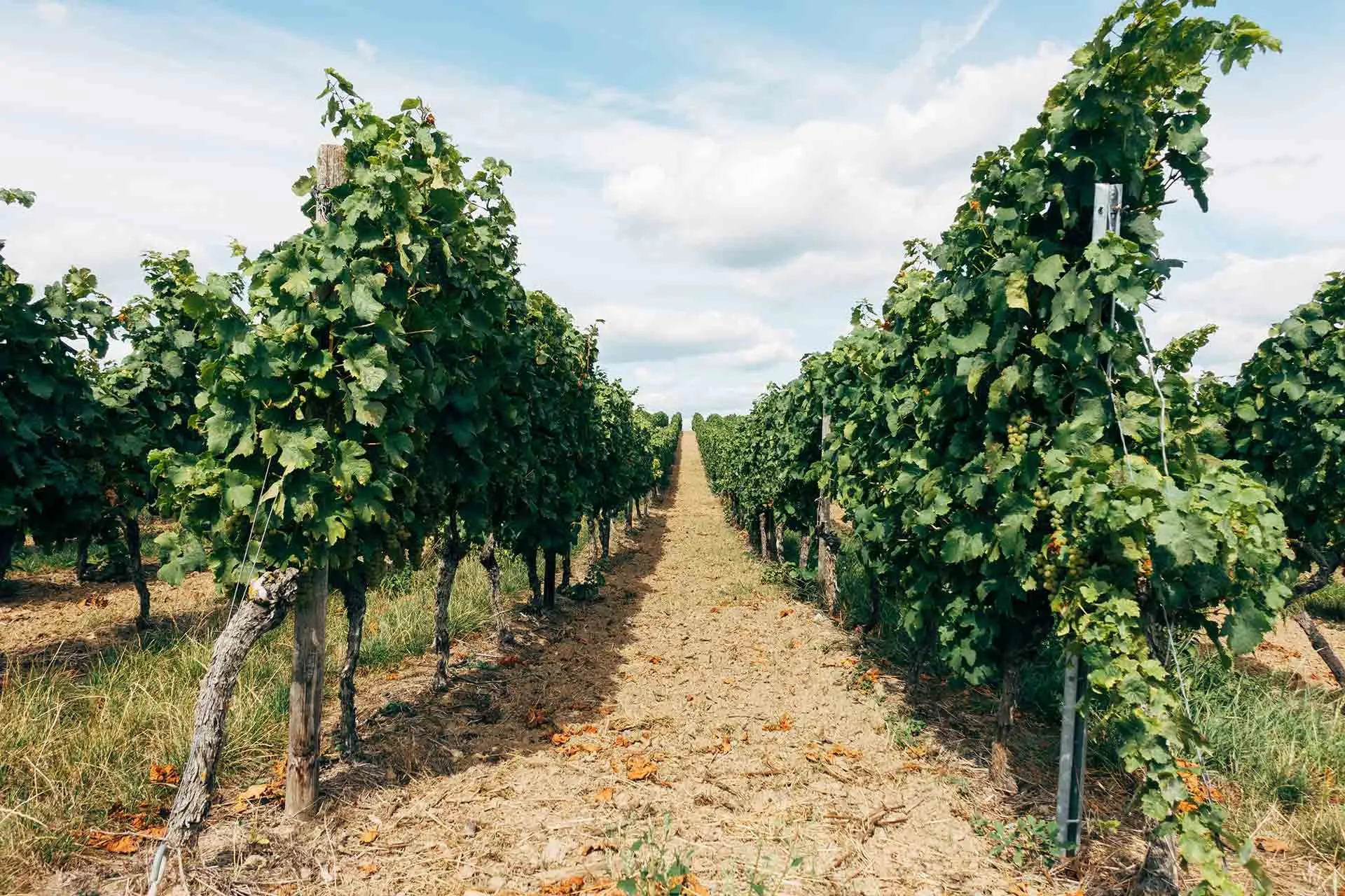 A path between two rows of vines in summer