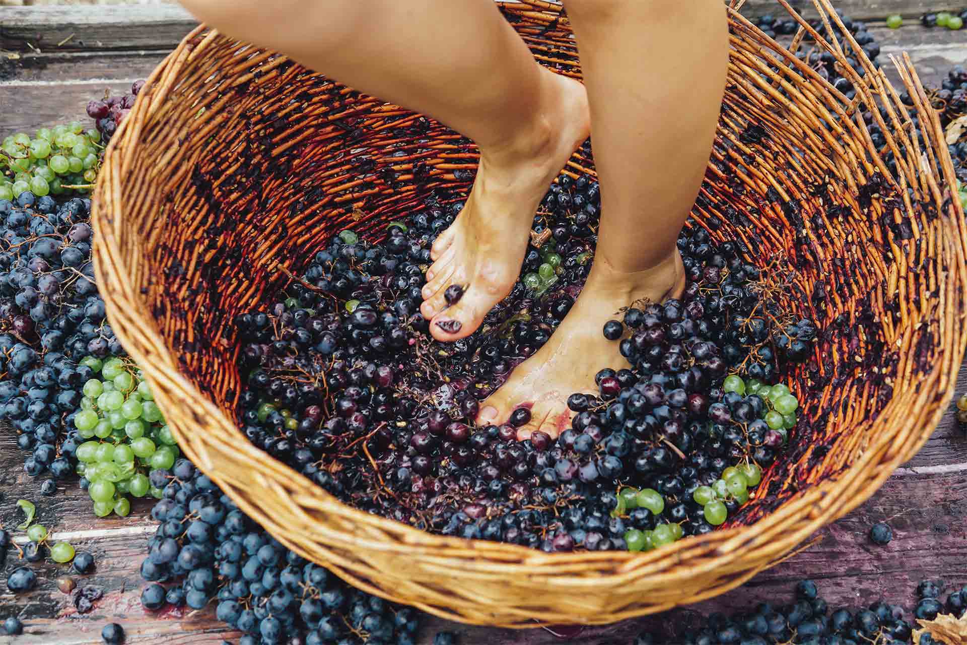 Grape harvesting