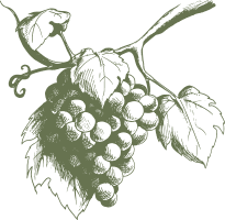 Premium wine grapes from Porte de fer vineyard in Demir Kapija