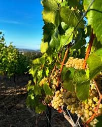 Guided Vineyard Tour